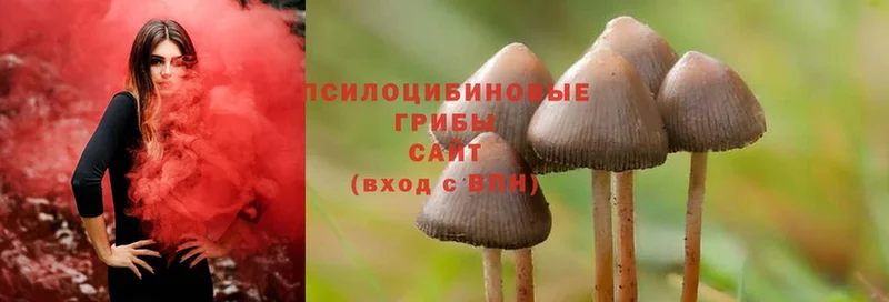 Галлюциногенные грибы Cubensis  МЕГА зеркало  Динская  сколько стоит 